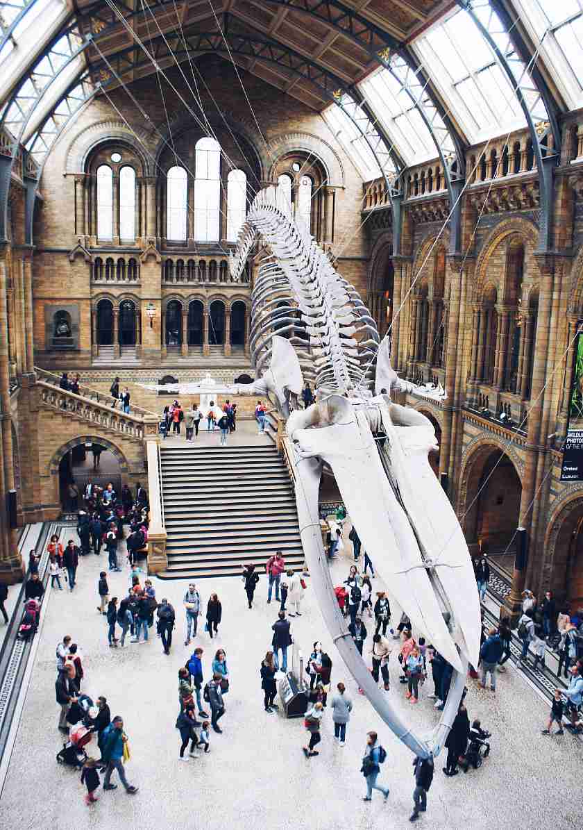 Dinosaur skeleton hanging in the foyer of the Natural History Museum in London 