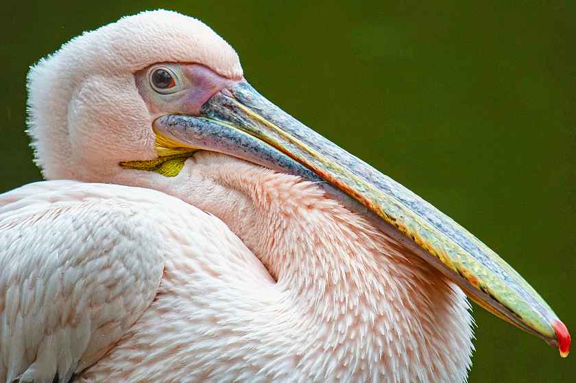 Pelican upclose
