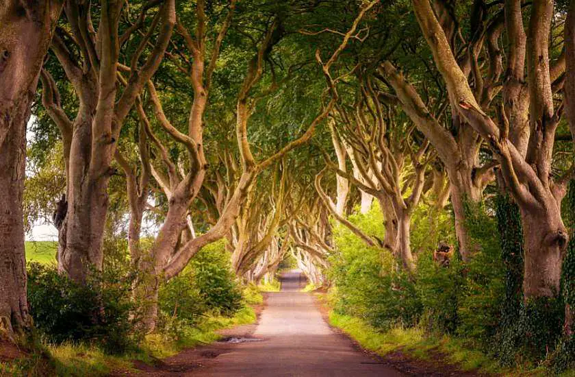 Dark hedges in Northern Ireland which is one of the Game of Thrones locations in Northern Ireland