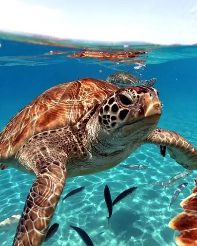 Where to see wild turtles in Kefalonia (+ top 10 facts!)