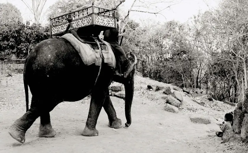 Black and white photo of an elephant being ridden at Angkor Wat.