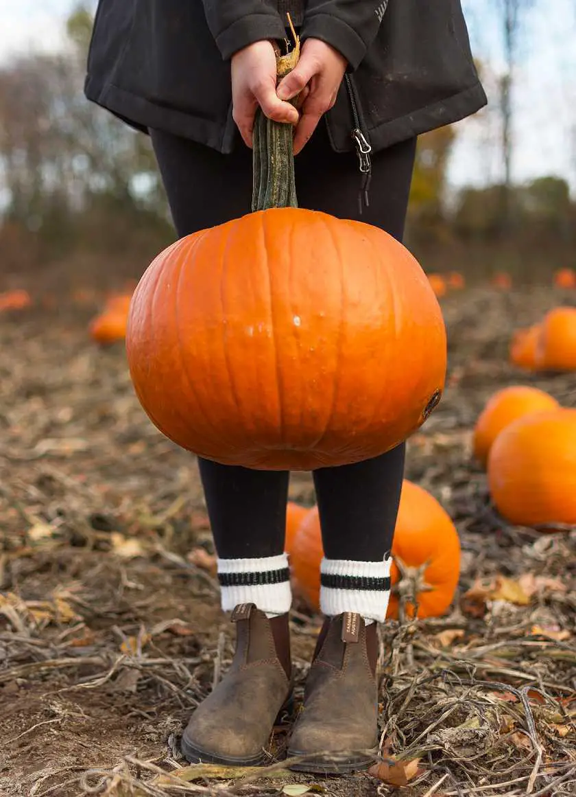 Girl holding a halloween pumpkin by her feet at a pumpkin patch