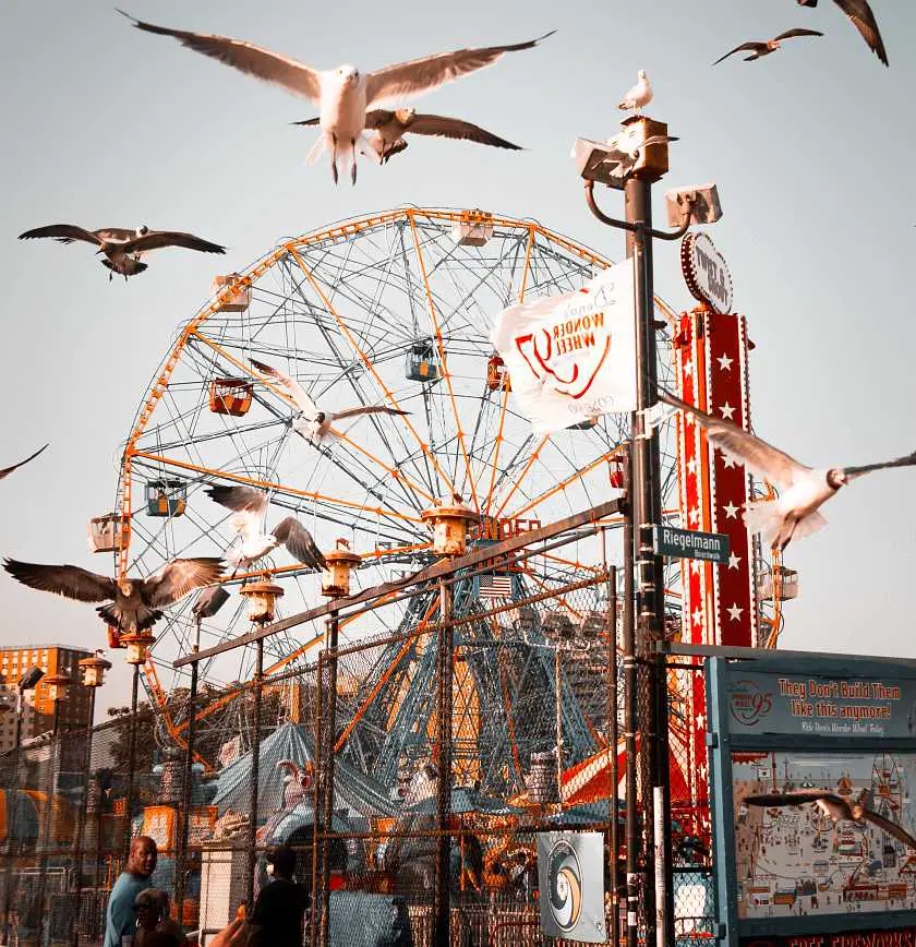 Coney Island ferris wheel with seagulls flying in the foreground