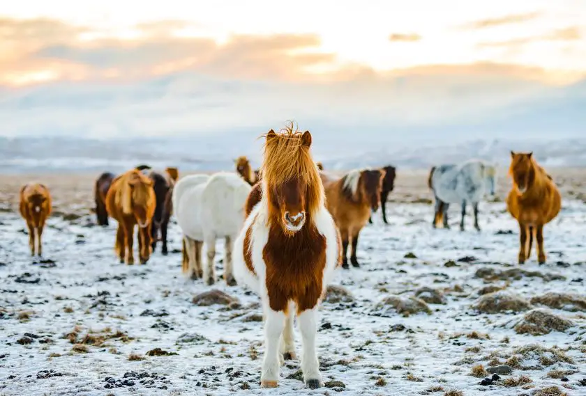 Fluffy white and brown Icelandic horses in a snowy field 