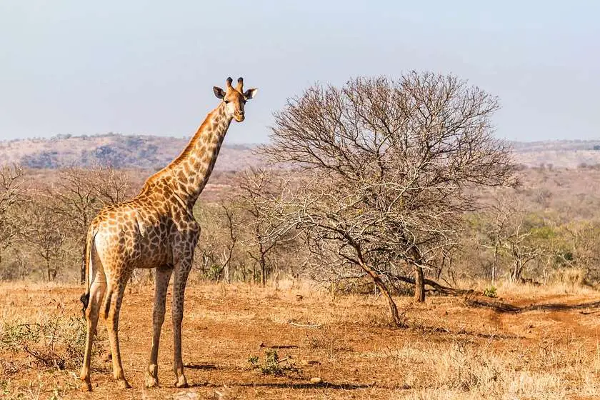 Giraffe in the South African desert