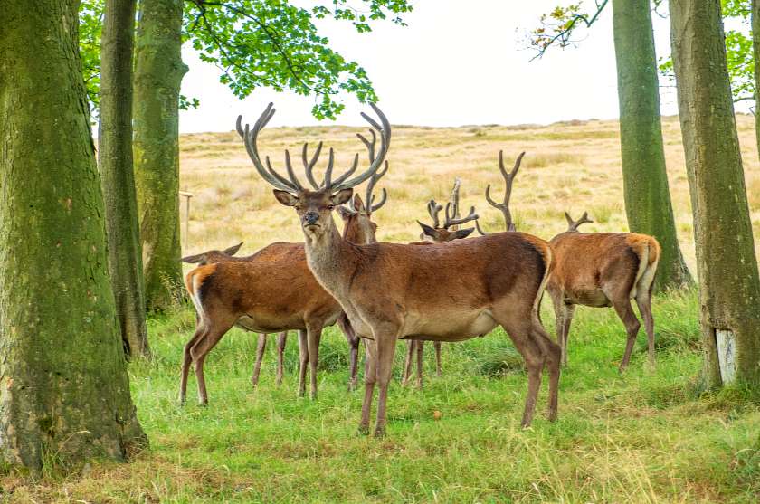 Deers up close amongst trees at Lyme Park