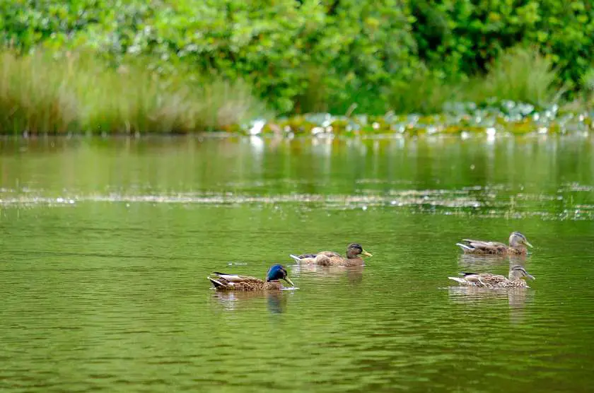 Ducks swimming on a Lyme Park Lake