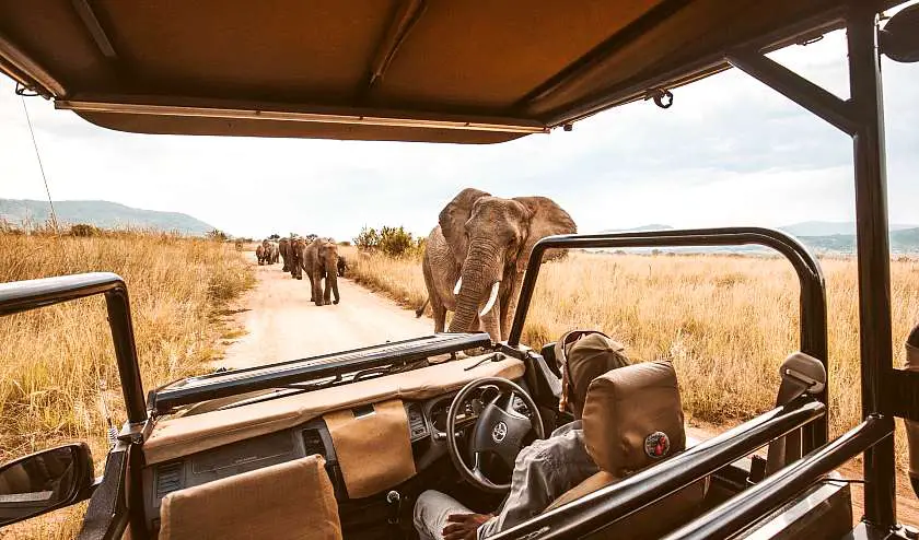Open car in an African Safari with elephants in front on the path
