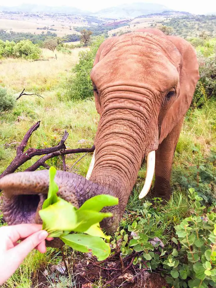 Hand feeding an elephant 