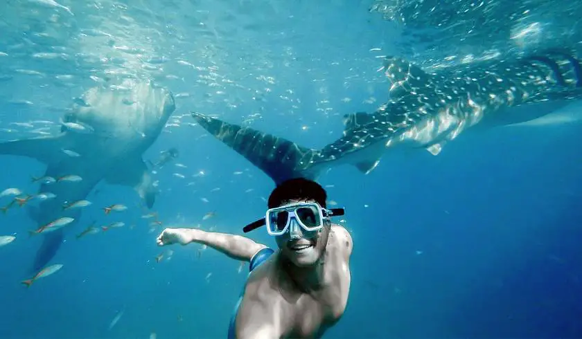 Man taking a selfie under the sea with two whale sharks swimming behind him