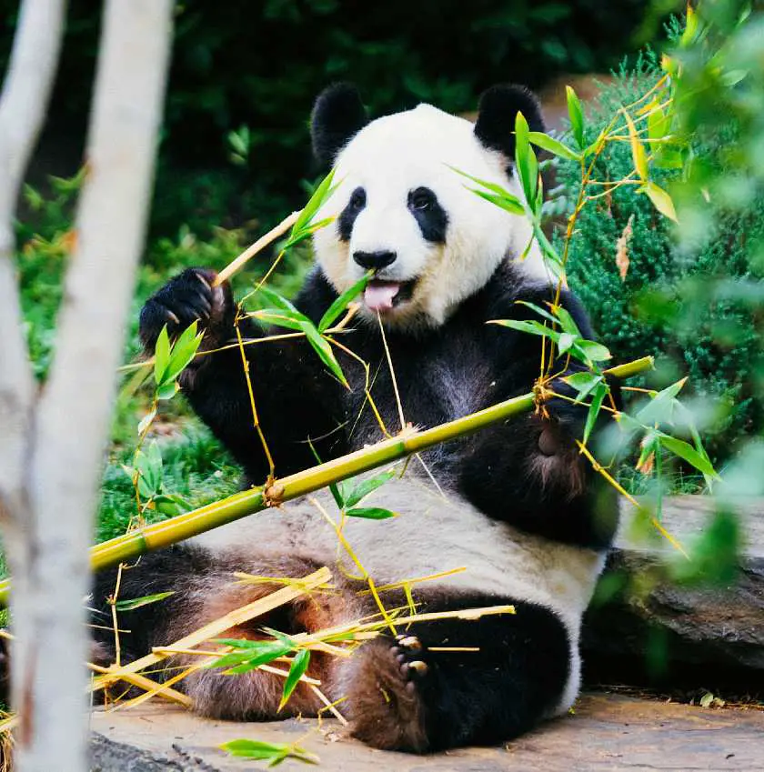 Panda sat down eating bamboo