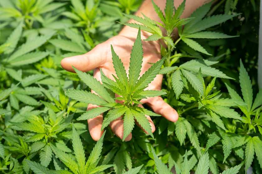 hand holding a cannabis leaf