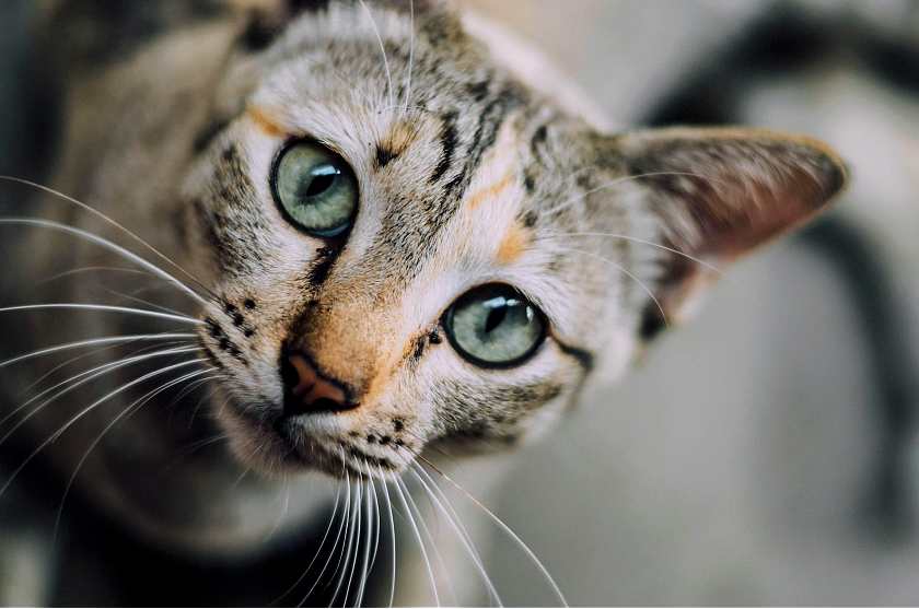 Bengal looking cat looking up close to the camera 