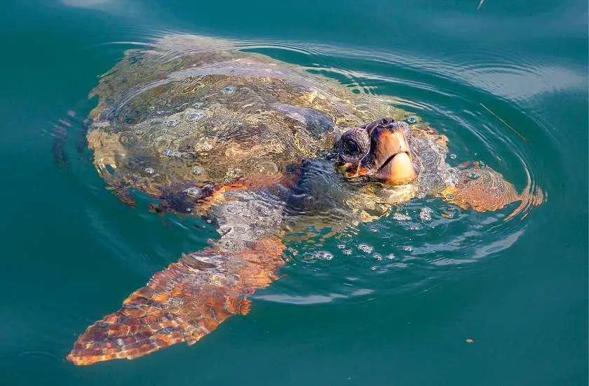 Turtle poking his nose out of the water in Argostoli Bay in Kefalonia