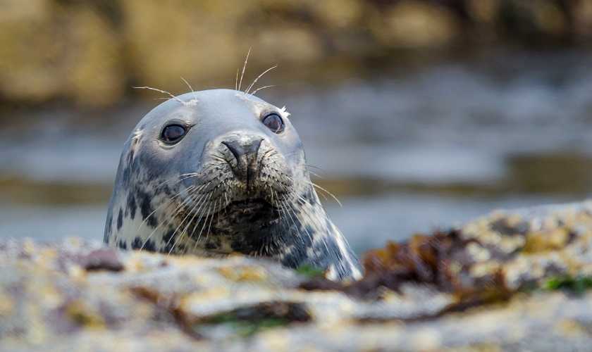 Grey seal up close looking over a rock face
