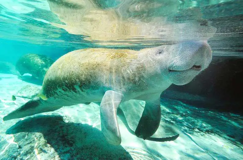 Manatee floating through clear water in Florida