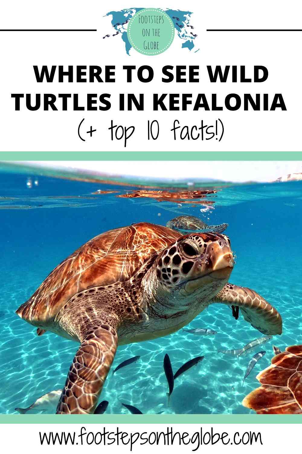 Sea turtle swimming towards the camera with the text: "Where to see wild turtles in Kefalonia (+top 10 facts!) pinterest image