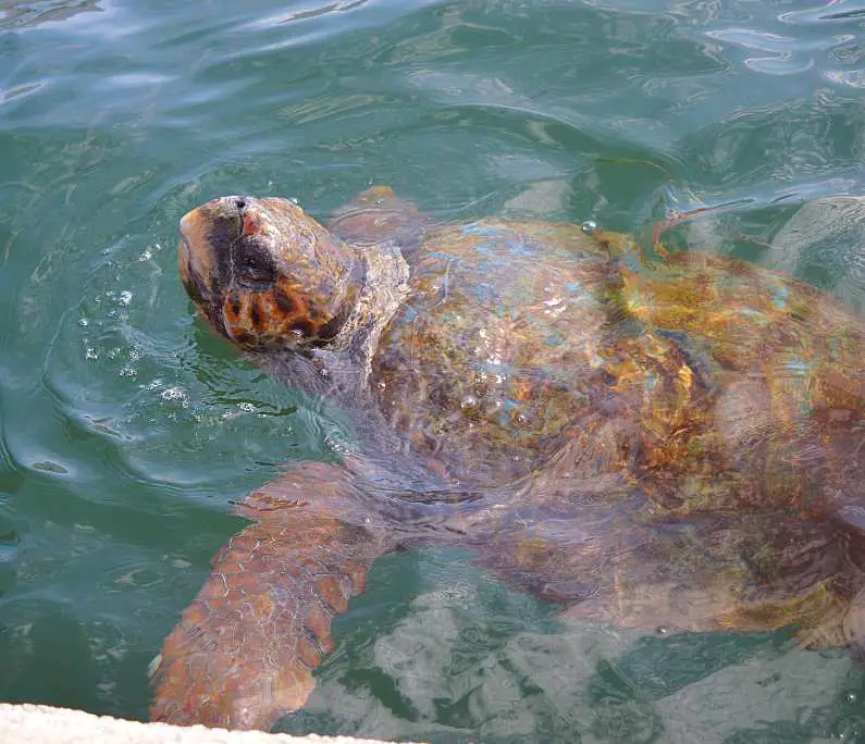 Loggerhead Turtle breaking the surface of the water with his face next to the edge of Argostoli Harbour