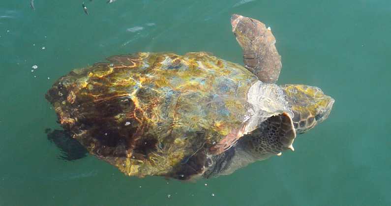 Loggerhead Turtle swimming past pumping his flippers