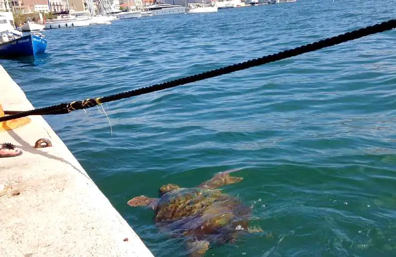 Loggerhead Turtle swimming past the edge of Argostoli Harbour