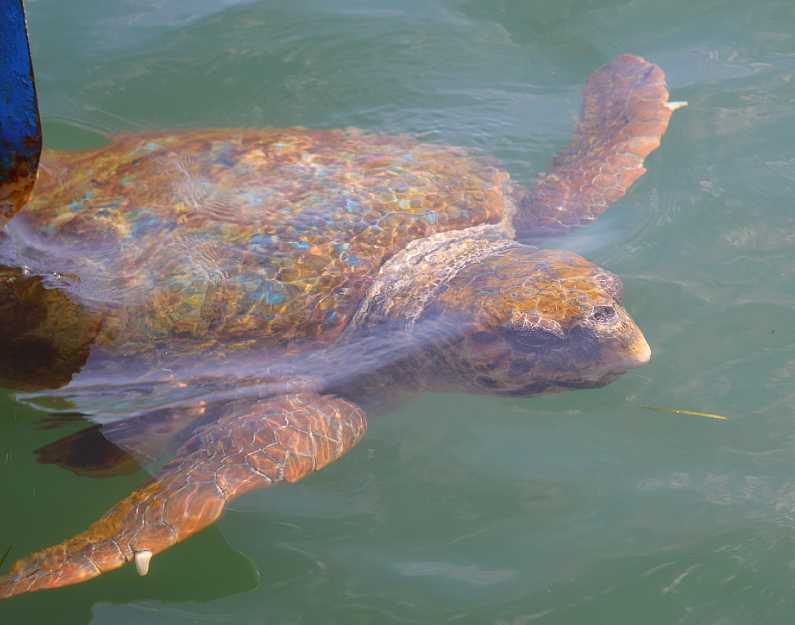 Loggerhead Turtle up close under the water 