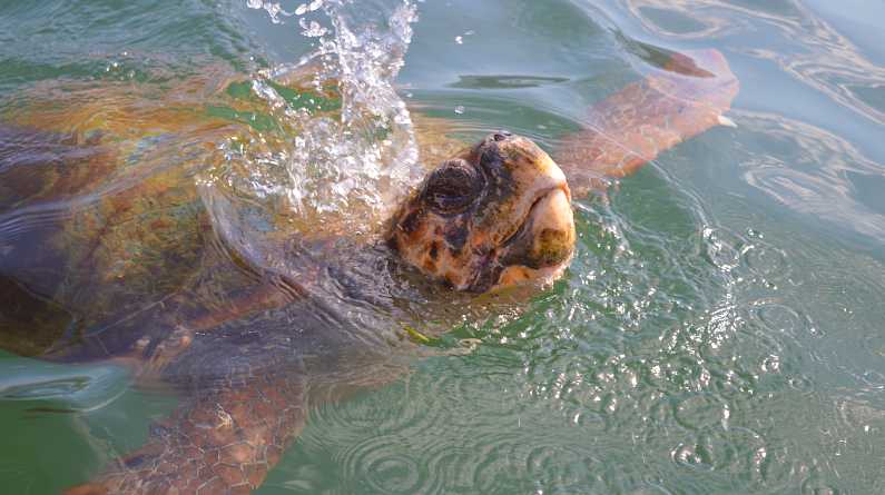 Loggerhead Turtle breaking the surface of the water and causing a splash