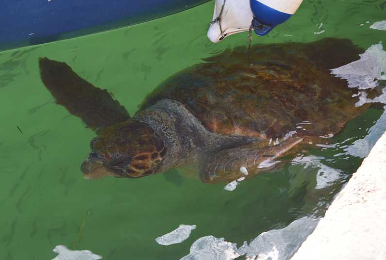 Loggerhead Turtle up close swimming under a boat in Argostoli Harbour