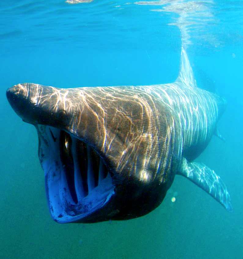 Basking shark swimming with his mouth wide open 