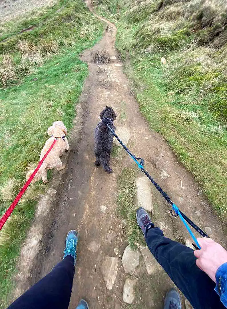 A blonde and dark haired cockapoo being taken for a walk on a muddy path to the top of Mam Tor 