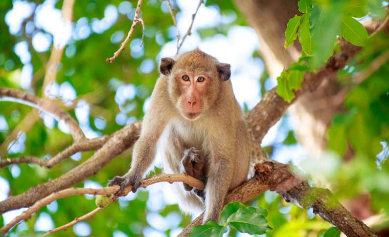 Macaque monkey resting on a branch in a forest