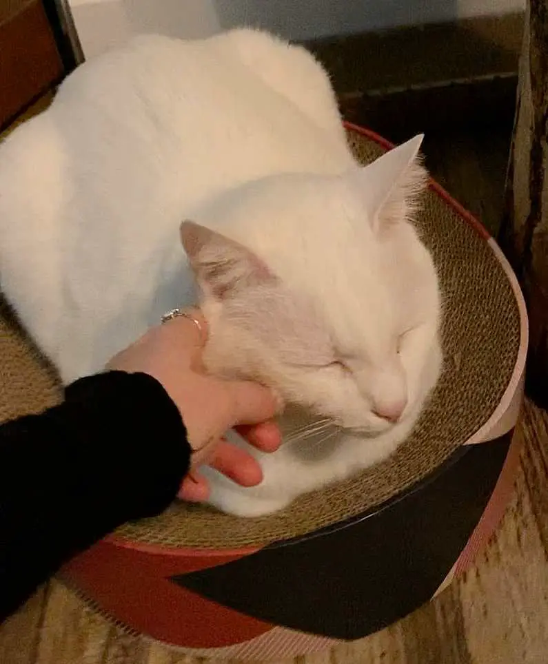 Mel's hand stroking a white cat at the Cat Bistrot in Rome