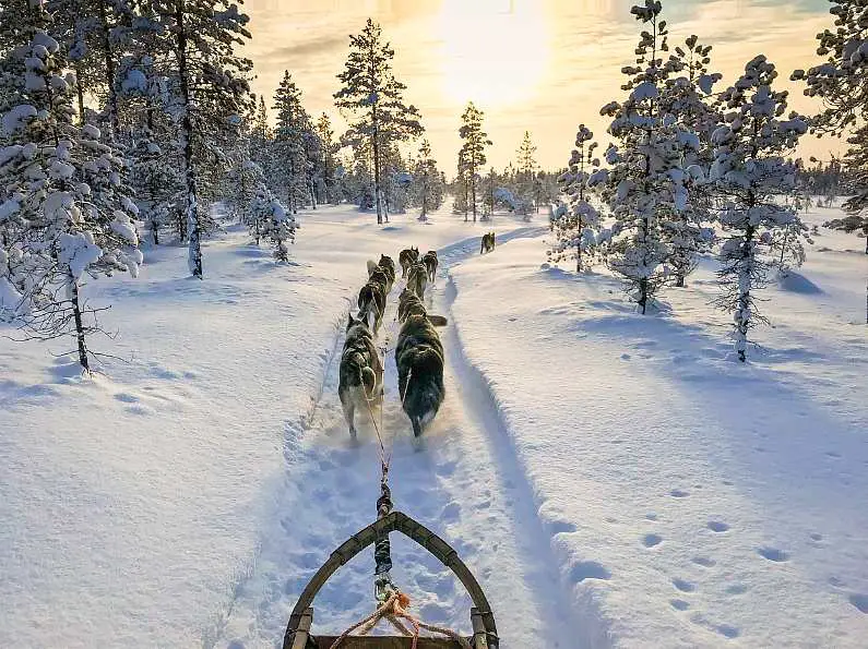 Huskies pulling a sled in a snowy Lapland at dusk