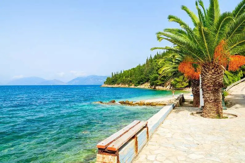 Palm tree with hanging orange fruit or flowers on the edge of a beach in Sami in Kefalonia